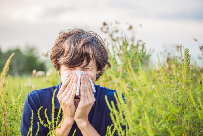 The Impact of Ragweed Pollen: Symptoms, Treatments, and Prevention Strategies