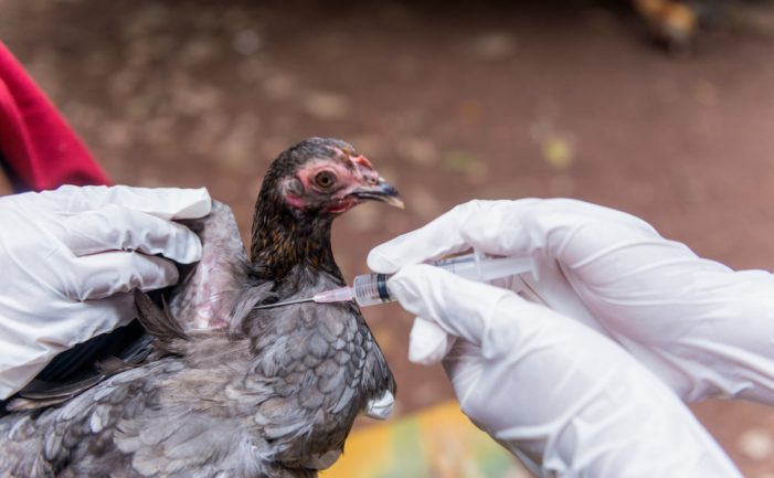 How Bird Flu Differs from Seasonal Flu − An Infectious Disease Researcher Explains