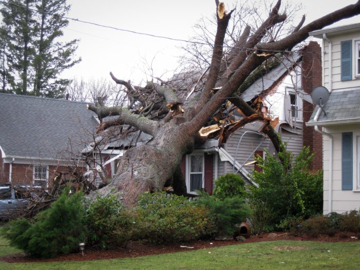 My Tree Fell and Caused Damage to My Neighbor’s Property: Who Pays?
